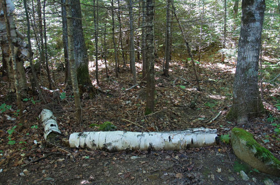 Birch logs start beginning bushwhack vose spur hike nh